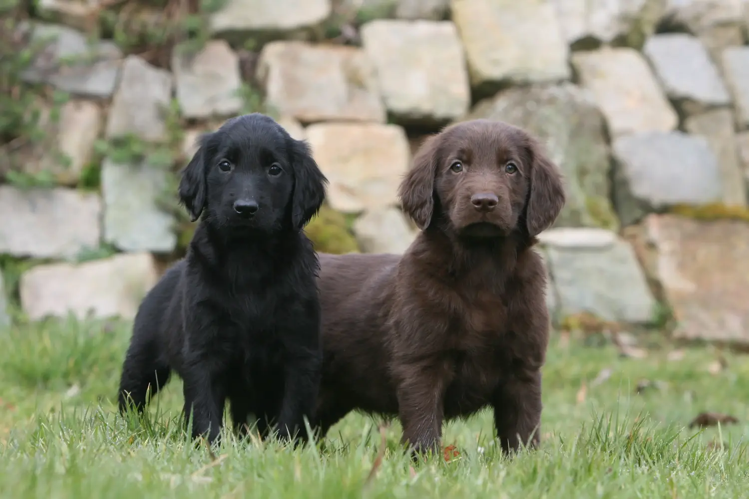 Egy Flat Coated Retriever kiskutya megvásárlása felelősségvállalást jelent! Vásároljon Flat Coated Retriever kiskutyákat.