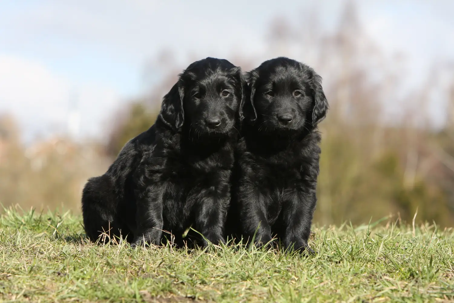 Egy Flat Coated Retriever kiskutya megvásárlása felelősségvállalást jelent! Vásároljon Flat Coated Retriever kiskutyákat.