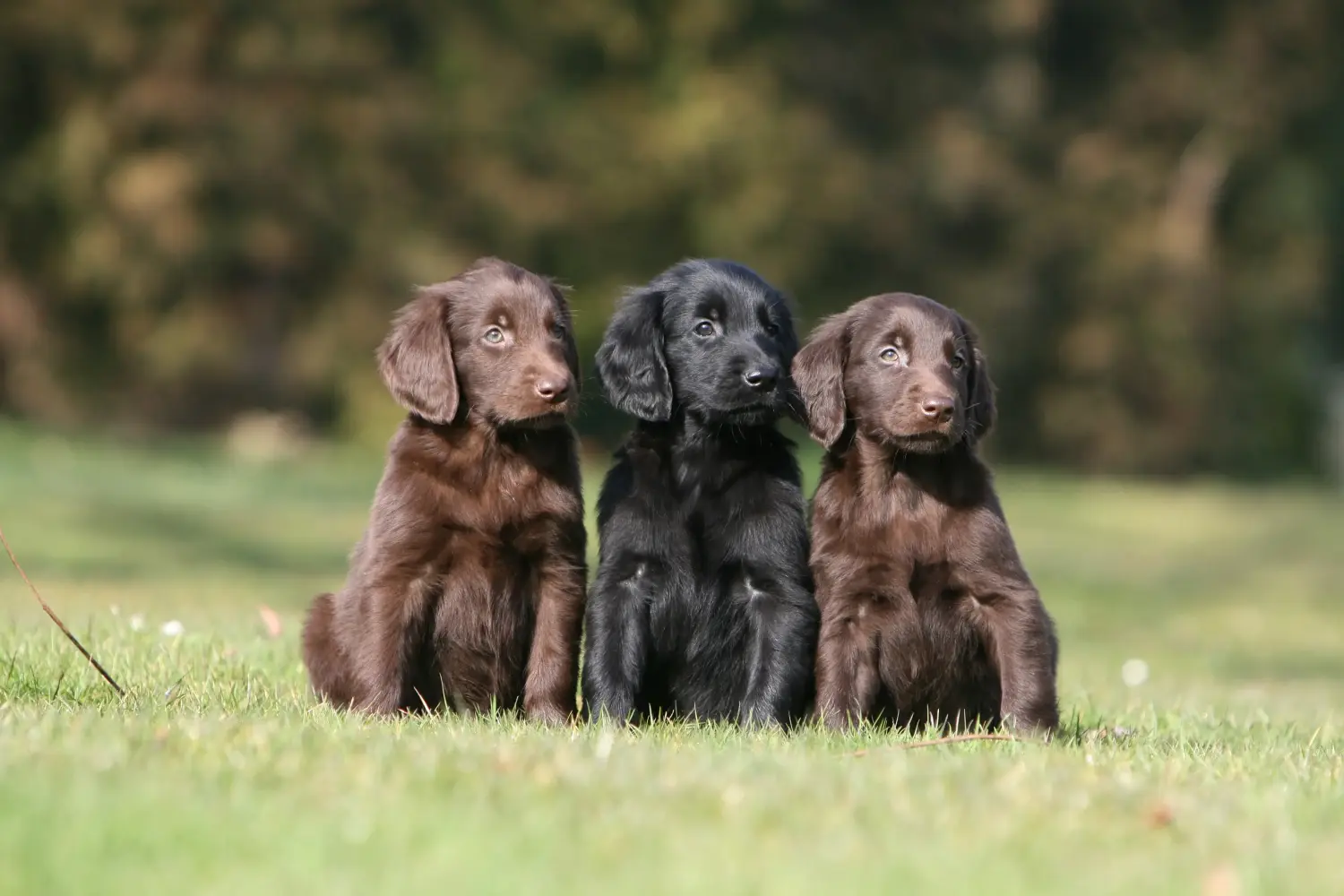 Egy Flat Coated Retriever kiskutya megvásárlása felelősségvállalást jelent! Vásároljon Flat Coated Retriever kiskutyákat.