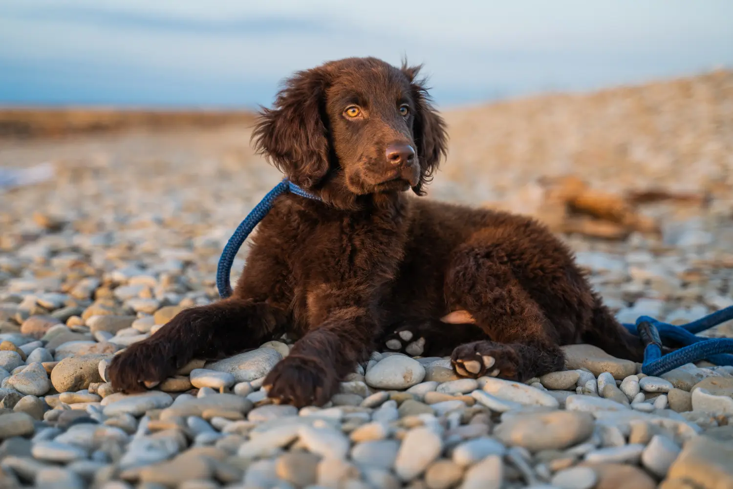 Egy Flat Coated Retriever kiskutya megvásárlása felelősségvállalást jelent! Vásároljon Flat Coated Retriever kiskutyákat.