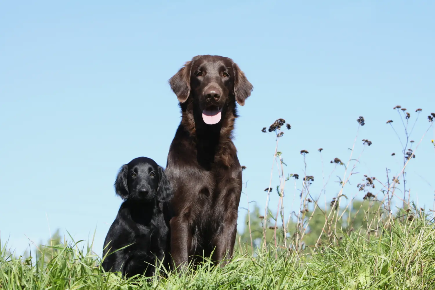 Egy Flat Coated Retriever kiskutya megvásárlása felelősségvállalást jelent! Vásároljon Flat Coated Retriever kiskutyákat.