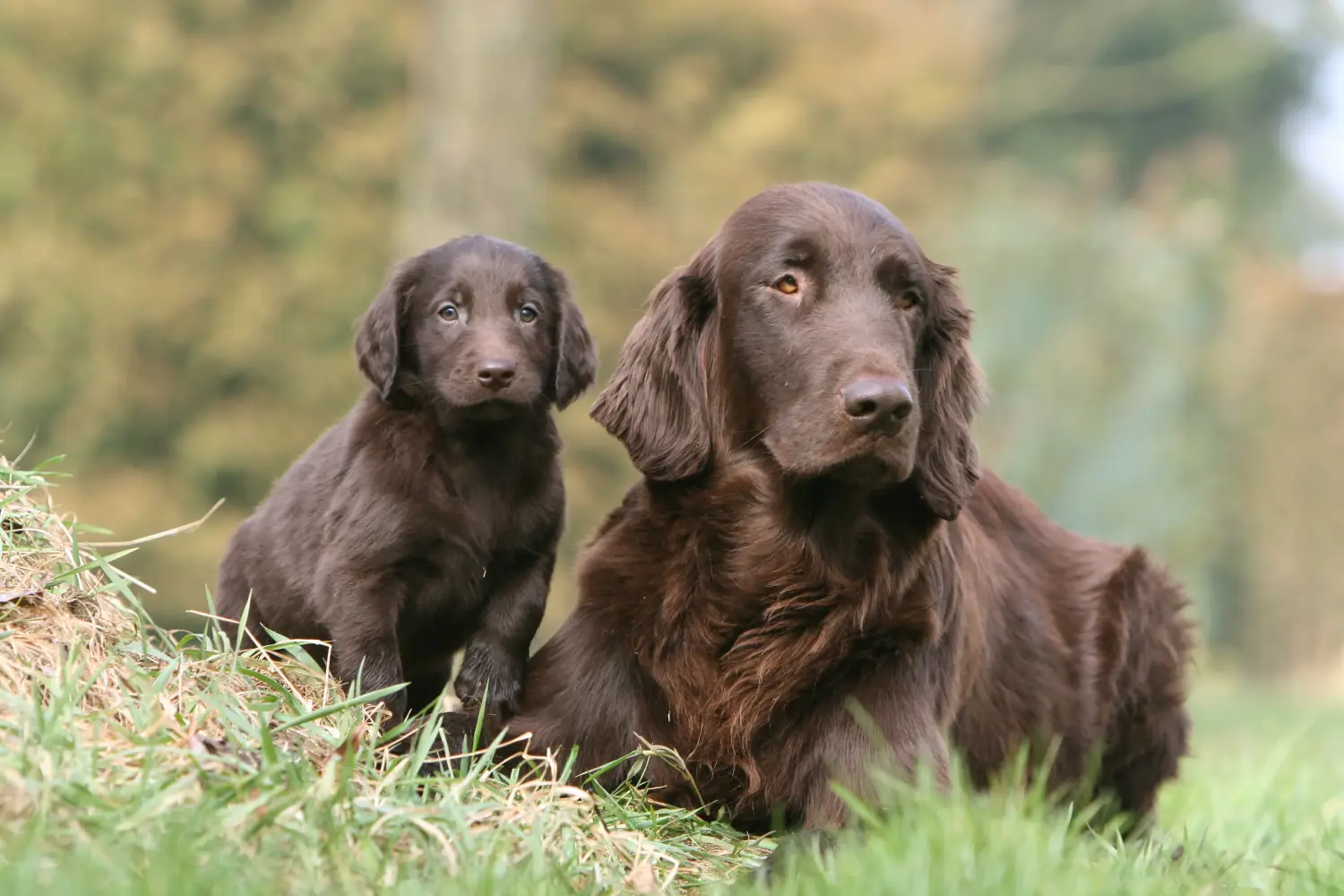 Egy Flat Coated Retriever kiskutya megvásárlása felelősségvállalást jelent! Vásároljon Flat Coated Retriever kiskutyákat.