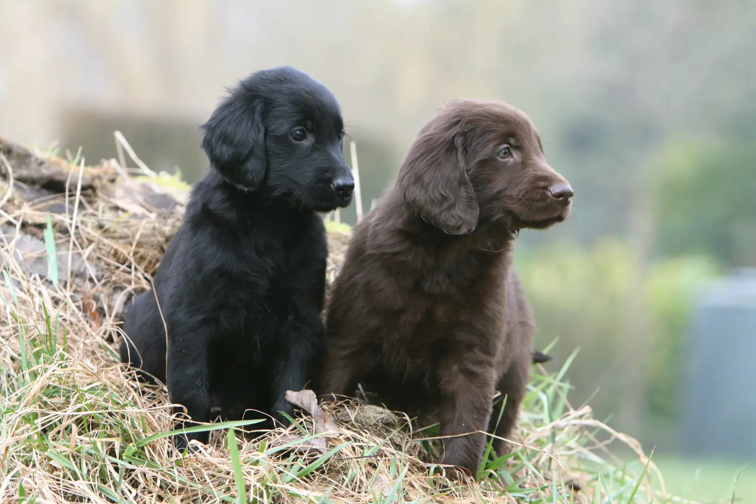 Egy Flat Coated Retriever kiskutya megvásárlása felelősségvállalást jelent! Vásároljon Flat Coated Retriever kiskutyákat.