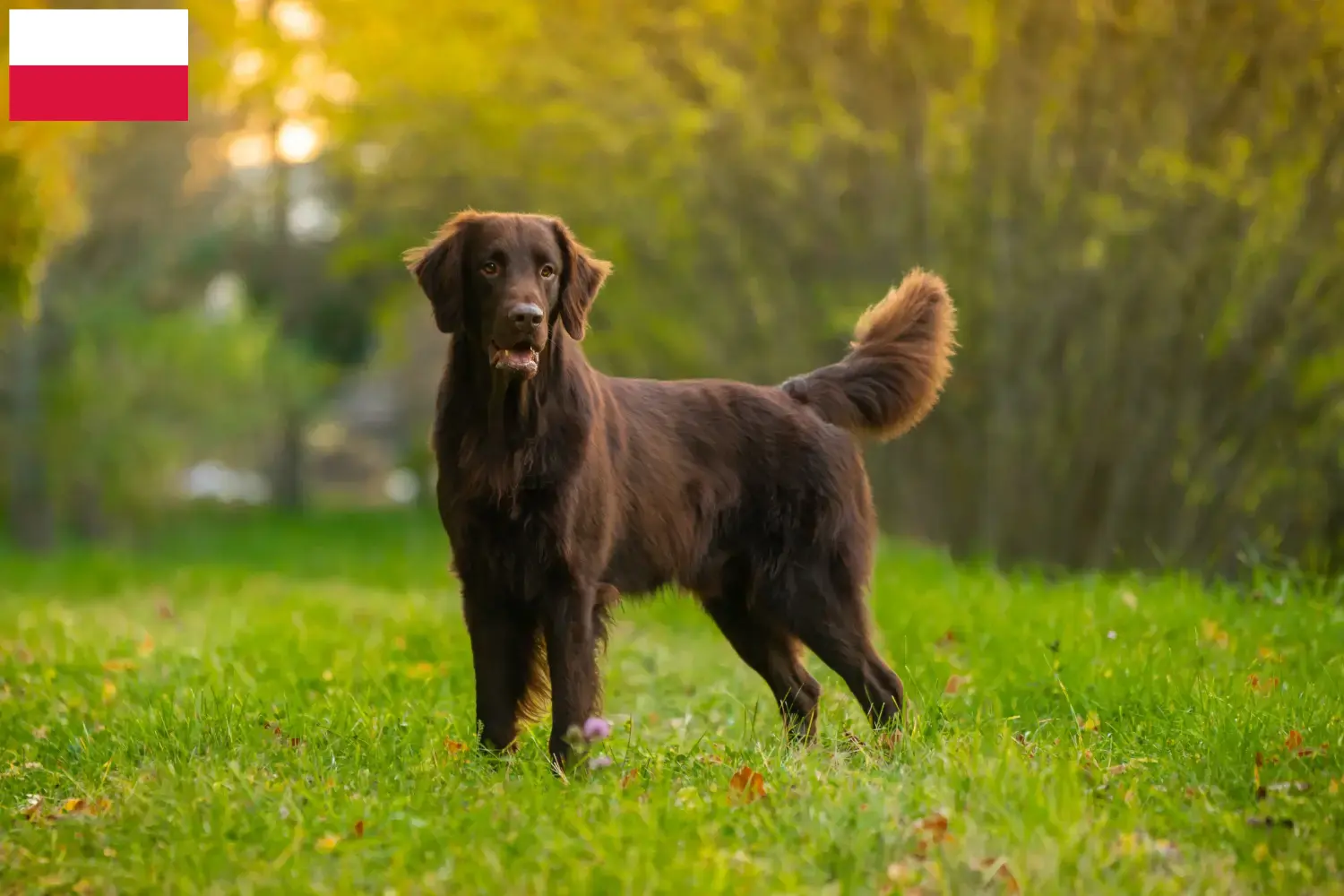 Flat Coated Retriever kiskutyák és tenyésztők Lengyelország Keress Flat Coated Retriever tenyésztőket Lengyelországban.