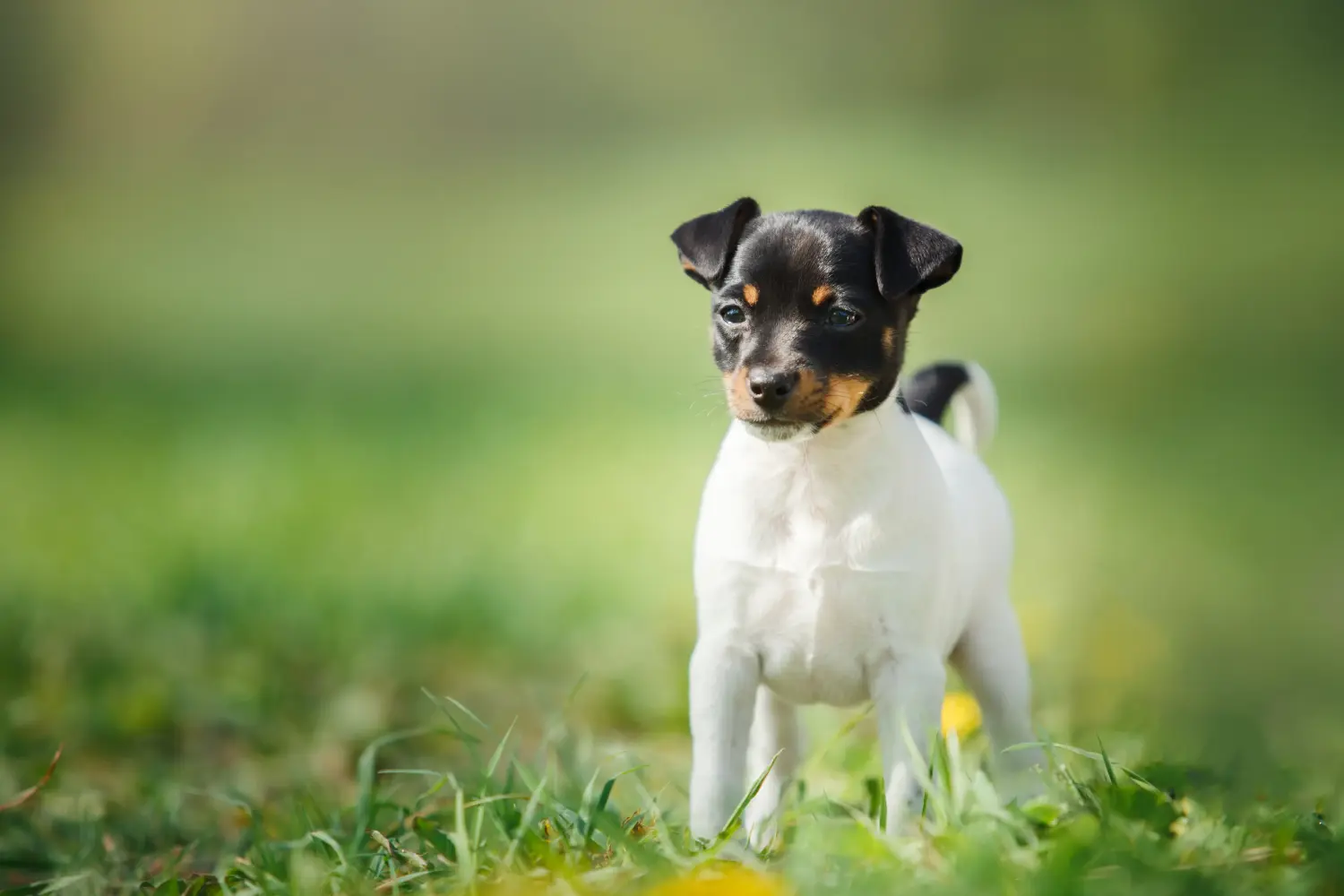 Foxterrier kölyökkutya vásárlása felelősségvállalást jelent! Foxterrier kiskutyák vásárlása.