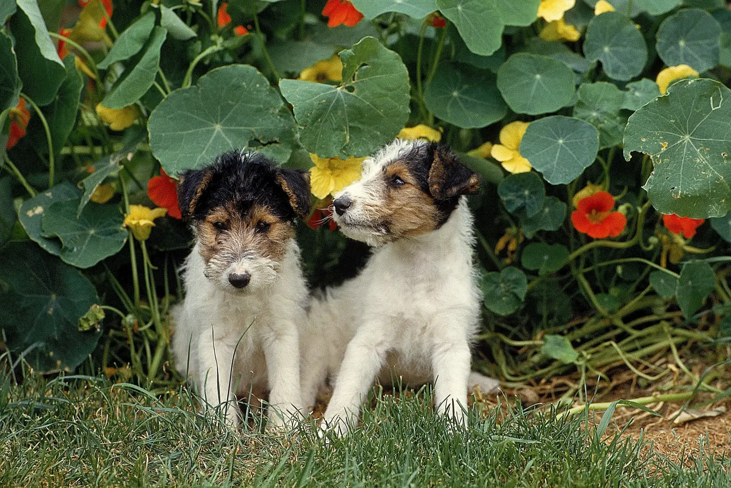 Foxterrier kölyökkutya vásárlása felelősségvállalást jelent! Foxterrier kiskutyák vásárlása.