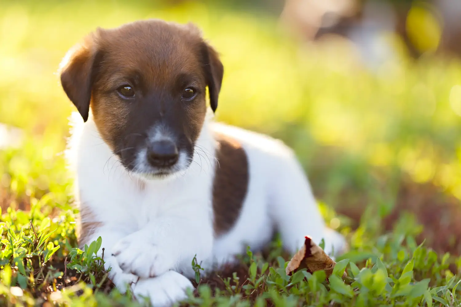 Foxterrier kölyökkutya vásárlása felelősségvállalást jelent! Foxterrier kiskutyák vásárlása.