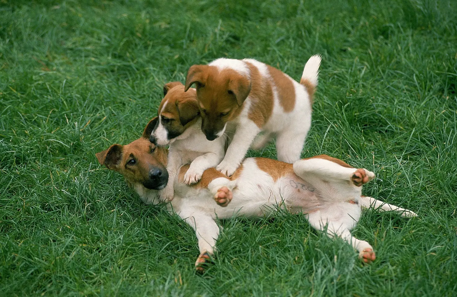 Foxterrier kölyökkutya vásárlása felelősségvállalást jelent! Foxterrier kiskutyák vásárlása.