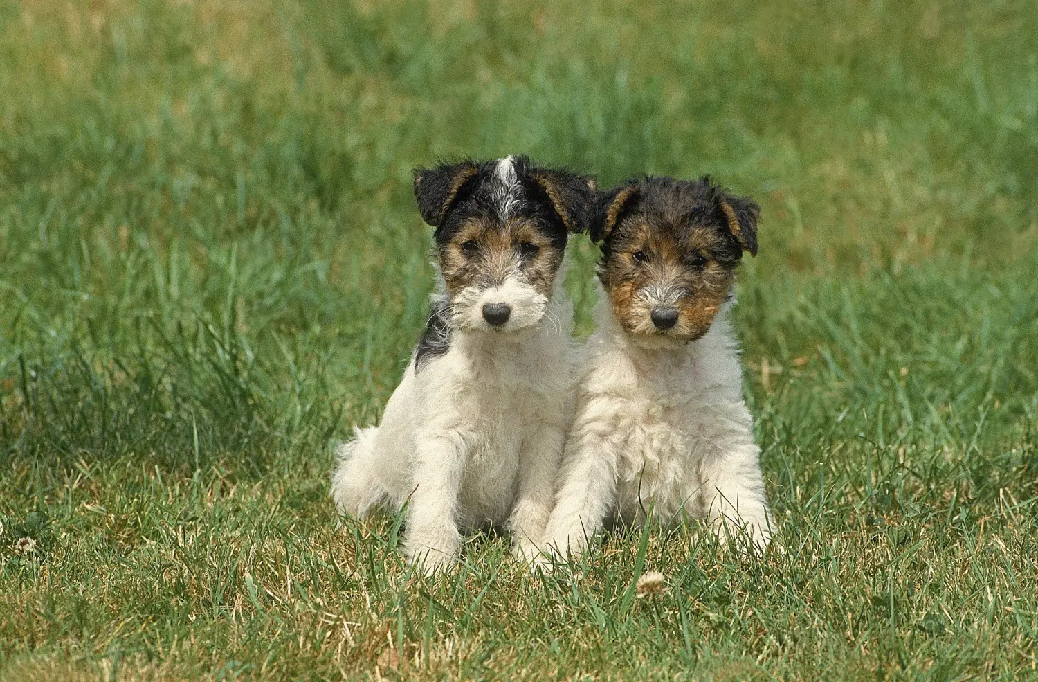 Foxterrier kölyökkutya vásárlása felelősségvállalást jelent! Foxterrier kiskutyák vásárlása.