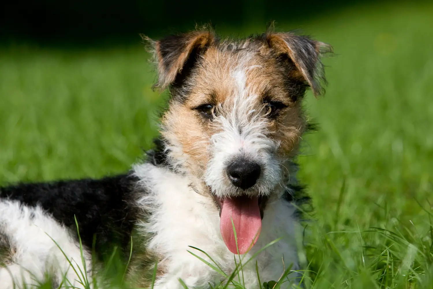 Foxterrier kölyökkutya vásárlása felelősségvállalást jelent! Foxterrier kiskutyák vásárlása.