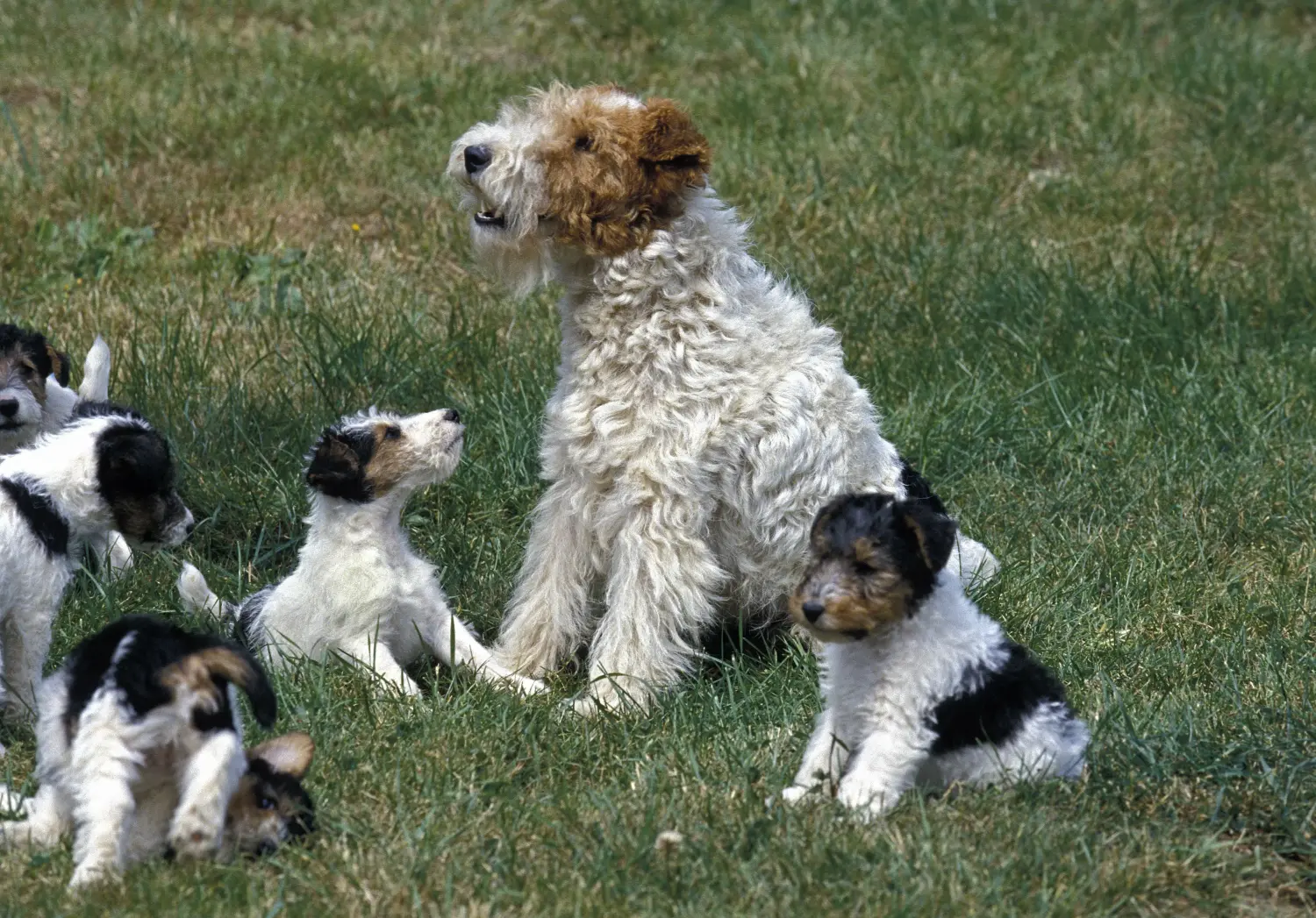 Foxterrier kölyökkutya vásárlása felelősségvállalást jelent! Foxterrier kiskutyák vásárlása.