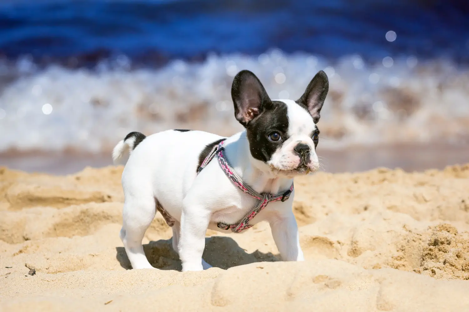 Egy francia bulldog kölyökkutya megvásárlása felelősségvállalást jelent! Francia bulldog kölyökkutyák vásárlása.