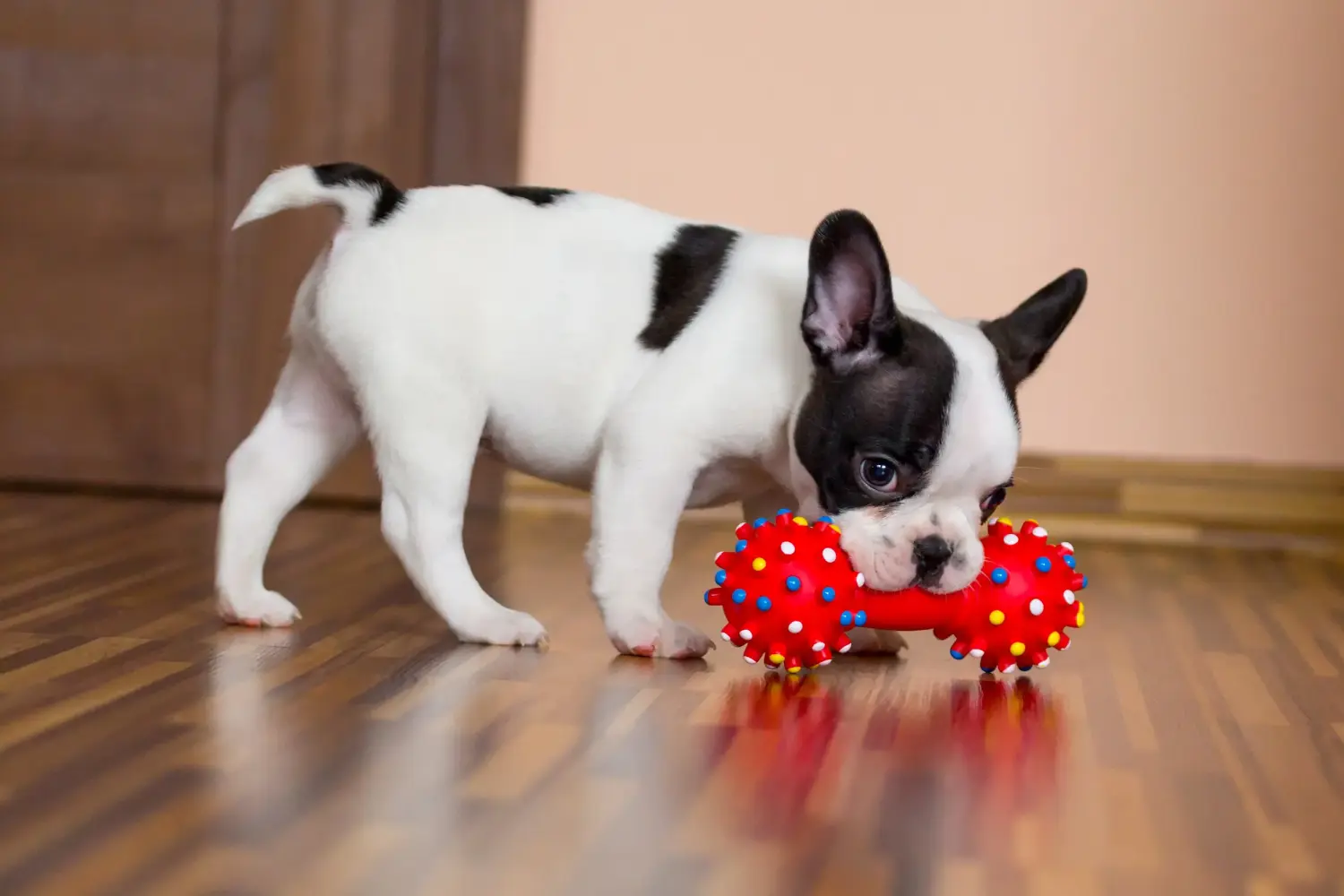 Egy francia bulldog kölyökkutya megvásárlása felelősségvállalást jelent! Francia bulldog kölyökkutyák vásárlása.