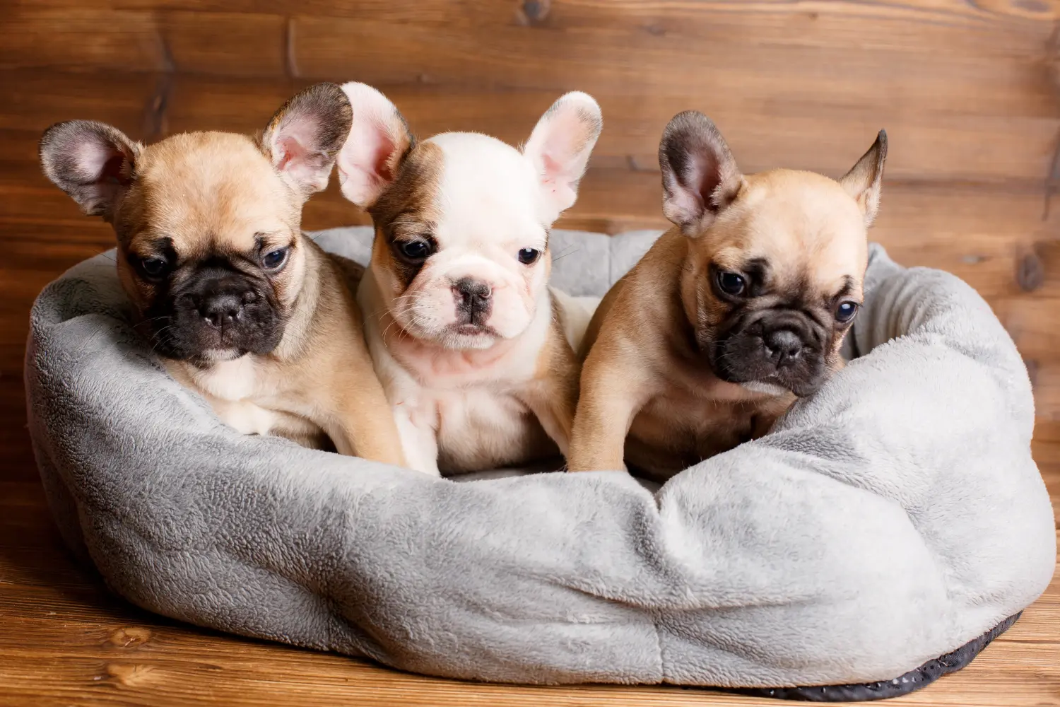 Egy francia bulldog kölyökkutya megvásárlása felelősségvállalást jelent! Francia bulldog kölyökkutyák vásárlása.