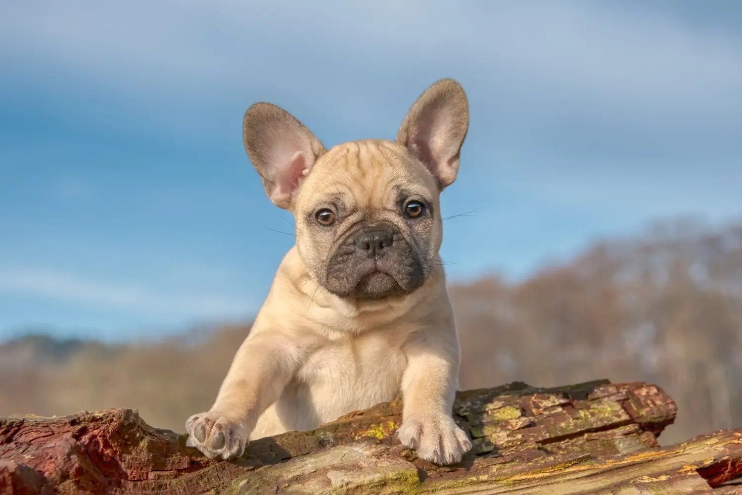 Egy francia bulldog kölyökkutya megvásárlása felelősségvállalást jelent! Francia bulldog kölyökkutyák vásárlása.