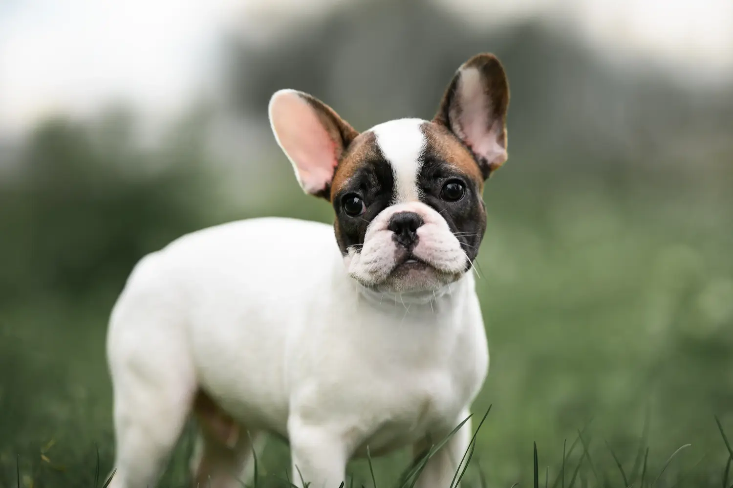 Egy francia bulldog kölyökkutya megvásárlása felelősségvállalást jelent! Francia bulldog kölyökkutyák vásárlása.