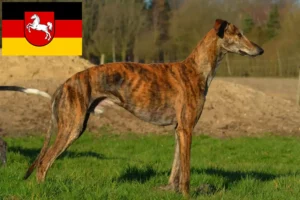 Read more about the article Galgo Espanol tenyésztők és kölykök Alsó-Szászországban