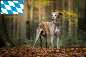 Read more about the article Galgo Espanol tenyésztők és kölykök Bajorországban