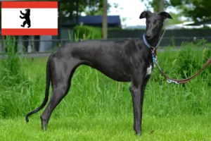 Read more about the article Galgo Espanol tenyésztők és kölykök Berlinben