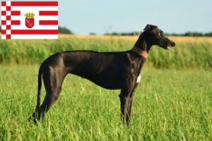 Read more about the article Galgo Espanol tenyésztők és kölykök Brémában