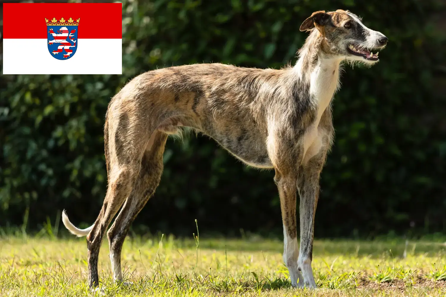 Read more about the article Galgo Espanol tenyésztők és kölykök Hessenben