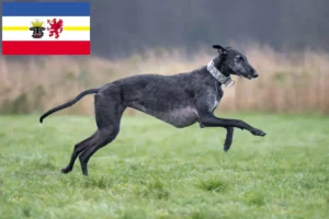 Read more about the article Galgo Espanol tenyésztők és kölykök Mecklenburg-Elő-Pomeránia tartományban