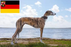 Read more about the article Galgo Espanol tenyésztők és kölykök Rajna-vidék-Pfalzban