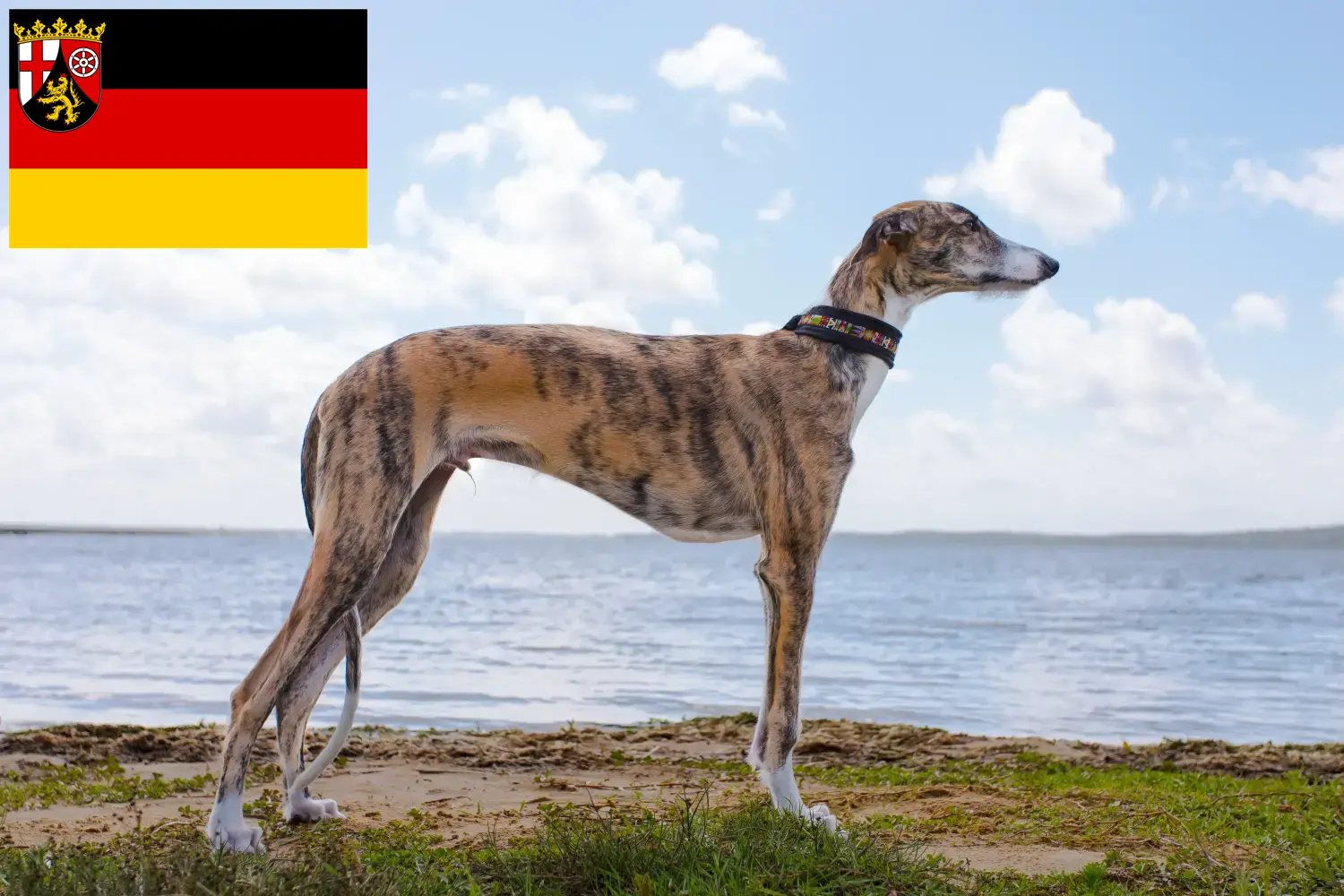 Read more about the article Galgo Espanol tenyésztők és kölykök Rajna-vidék-Pfalzban