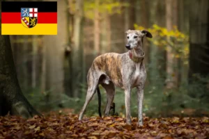 Read more about the article Galgo Espanol tenyésztők és kölykök Saarlandban