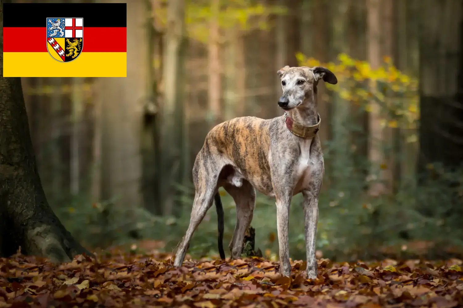 Read more about the article Galgo Espanol tenyésztők és kölykök Saarlandban