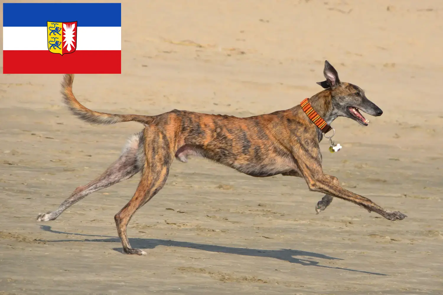 Read more about the article Galgo Espanol tenyésztők és kölykök Schleswig-Holstein tartományban