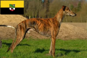 Read more about the article Galgo Espanol tenyésztők és kölykök Szász-Anhaltban