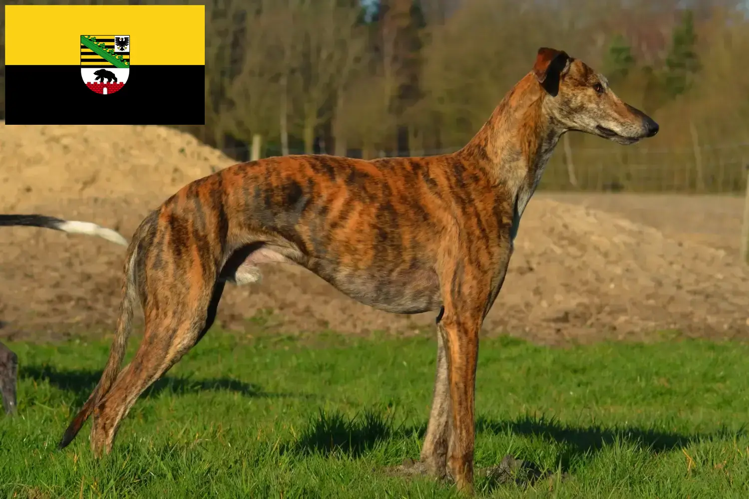 Read more about the article Galgo Espanol tenyésztők és kölykök Szász-Anhaltban