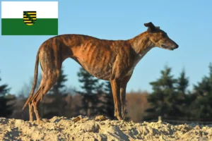 Read more about the article Galgo Espanol tenyésztők és kölykök Szászországban