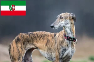 Read more about the article Galgo Espanol tenyésztők és kiskutyák Észak-Rajna-Vesztfália területén