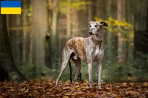 Read more about the article Galgo Espanol tenyésztők és kölykök Ukrajnában