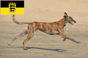 Read more about the article Galgo Espanol tenyésztők és kölykök Baden-Württembergben