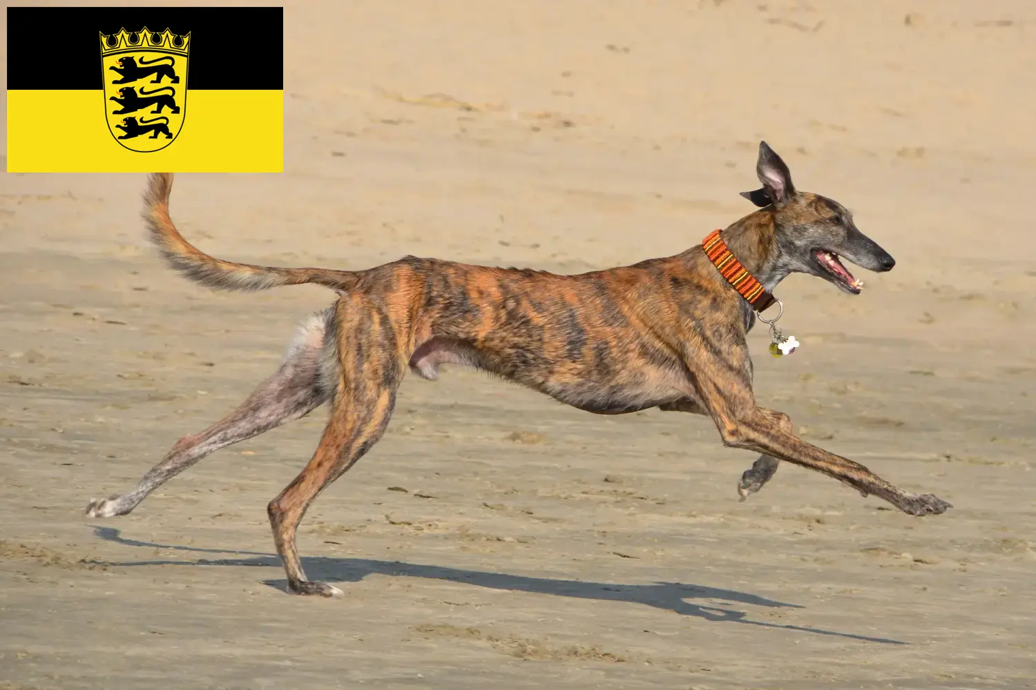 Read more about the article Galgo Espanol tenyésztők és kölykök Baden-Württembergben