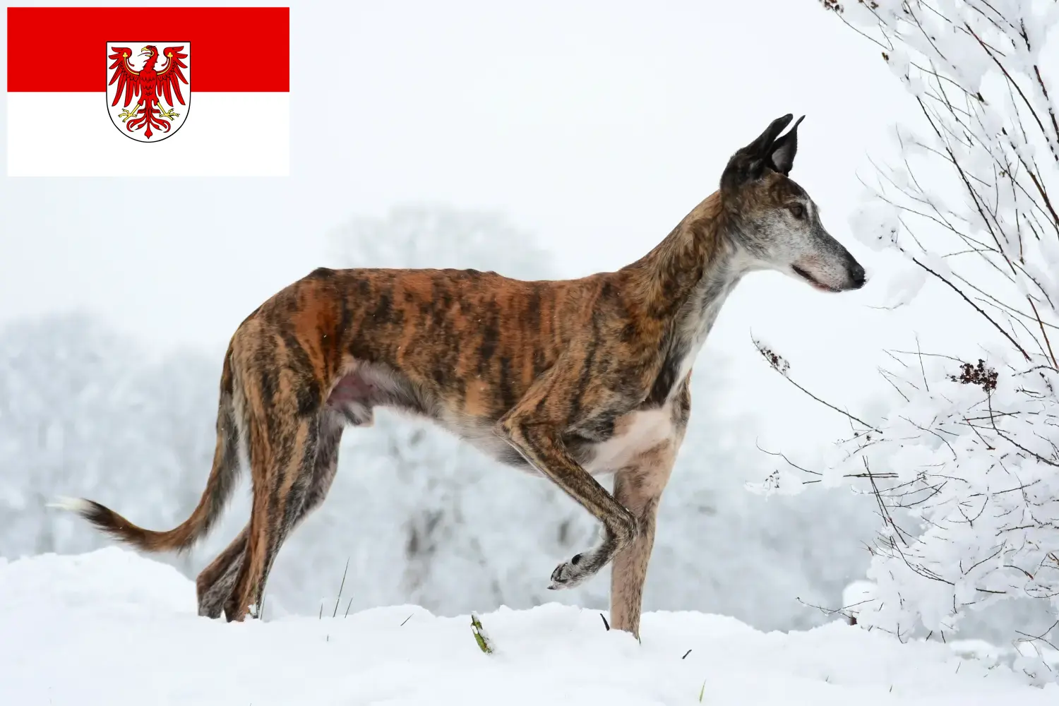 Read more about the article Galgo Espanol tenyésztők és kölykök Brandenburgban
