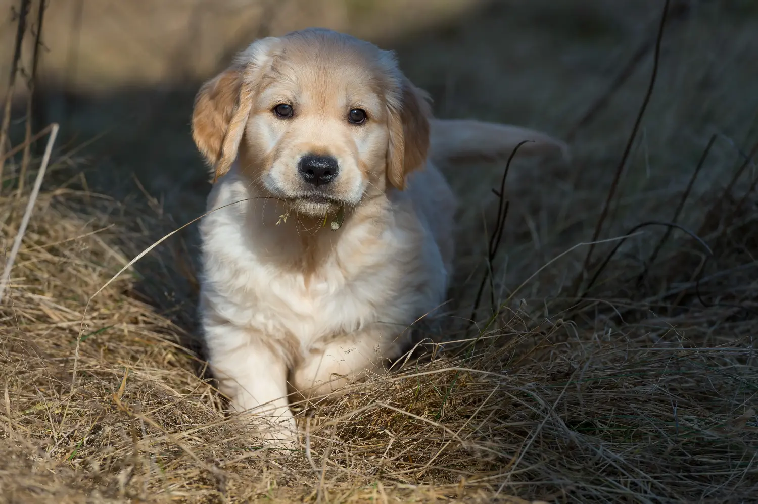 Golden retriever kölyökkutya vásárlása felelősségvállalást jelent! Golden retriever kiskutyák vásárlása.
