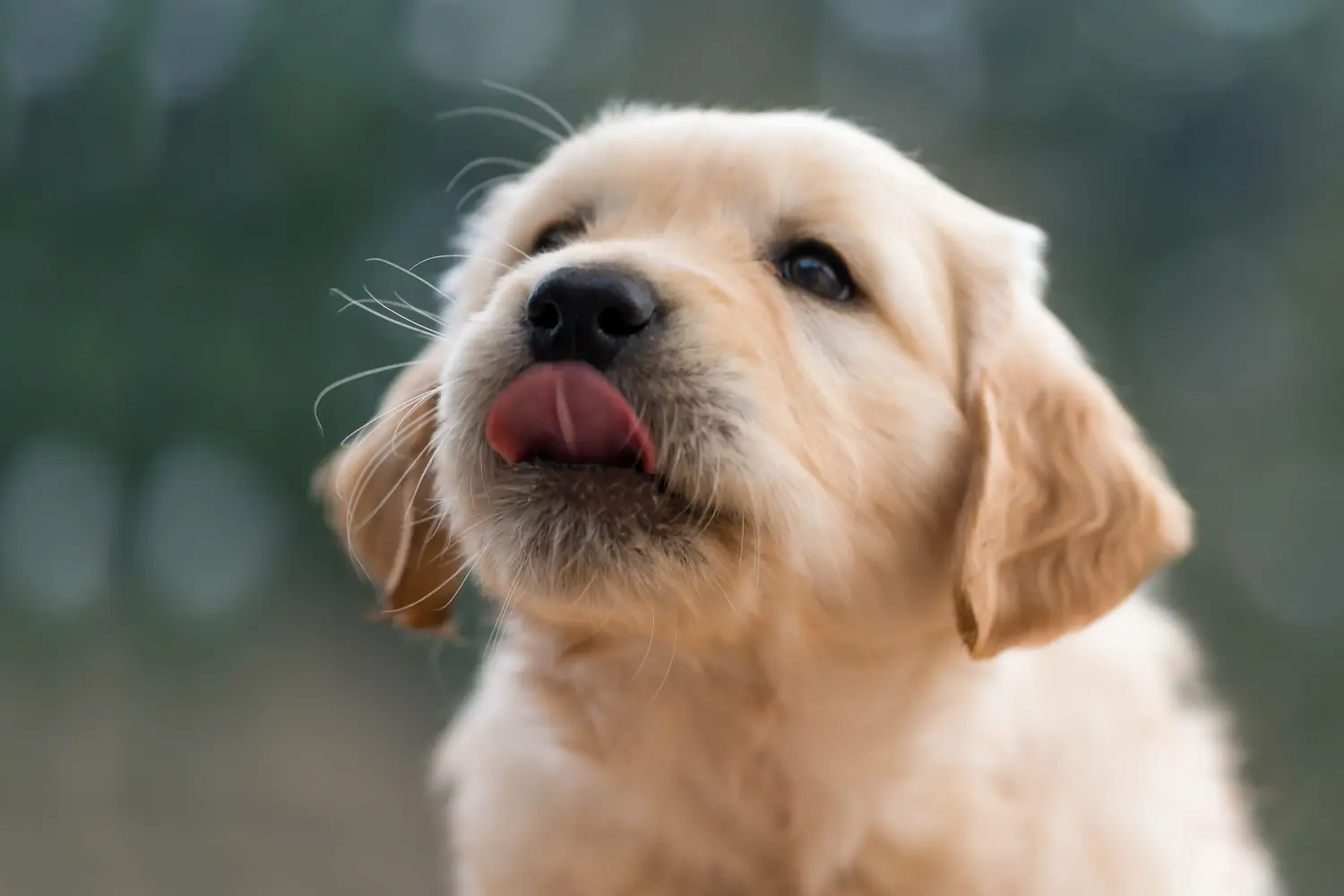 Golden retriever kölyökkutya vásárlása felelősségvállalást jelent! Golden retriever kiskutyák vásárlása.