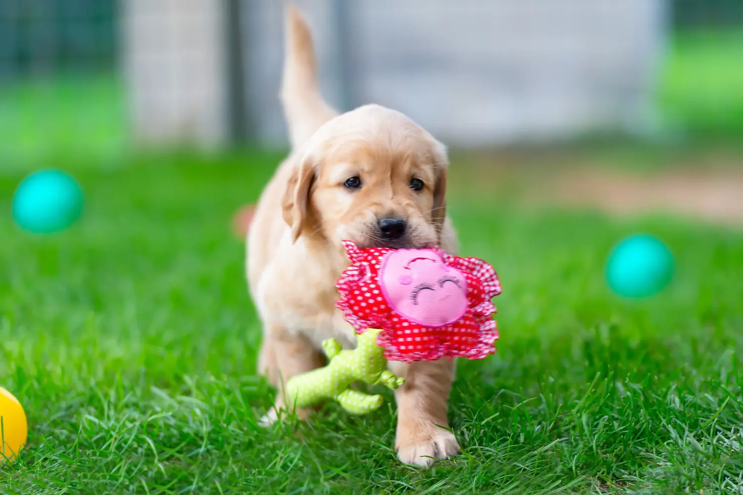 Golden retriever kölyökkutya vásárlása felelősségvállalást jelent! Golden retriever kiskutyák vásárlása.