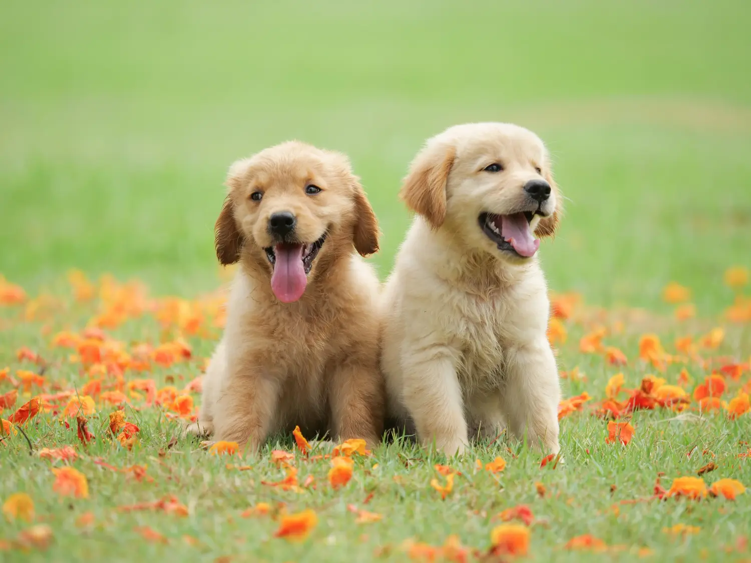 Golden retriever kölyökkutya vásárlása felelősségvállalást jelent! Golden retriever kiskutyák vásárlása.