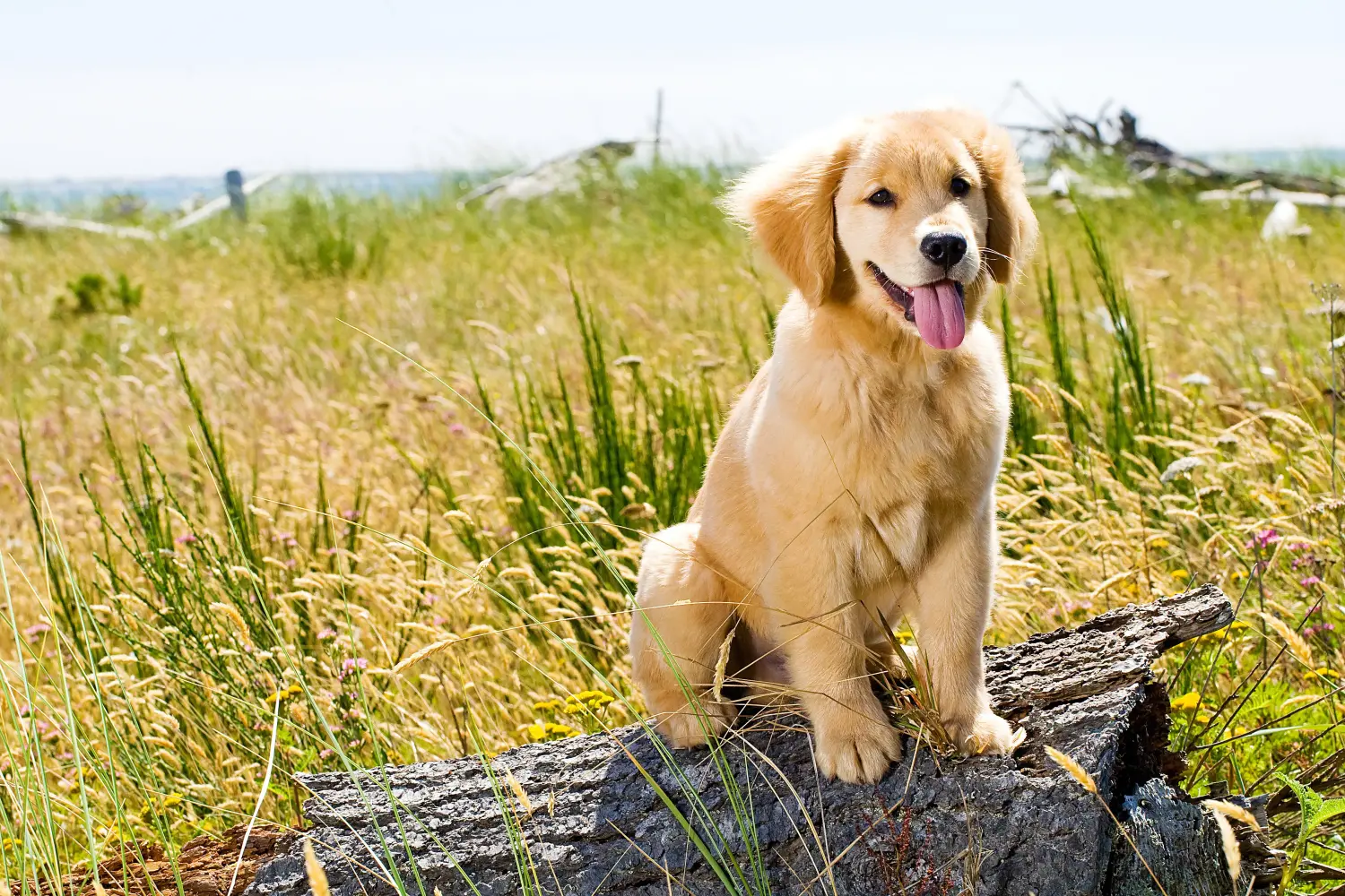 Golden retriever kölyökkutya vásárlása felelősségvállalást jelent! Golden retriever kiskutyák vásárlása.
