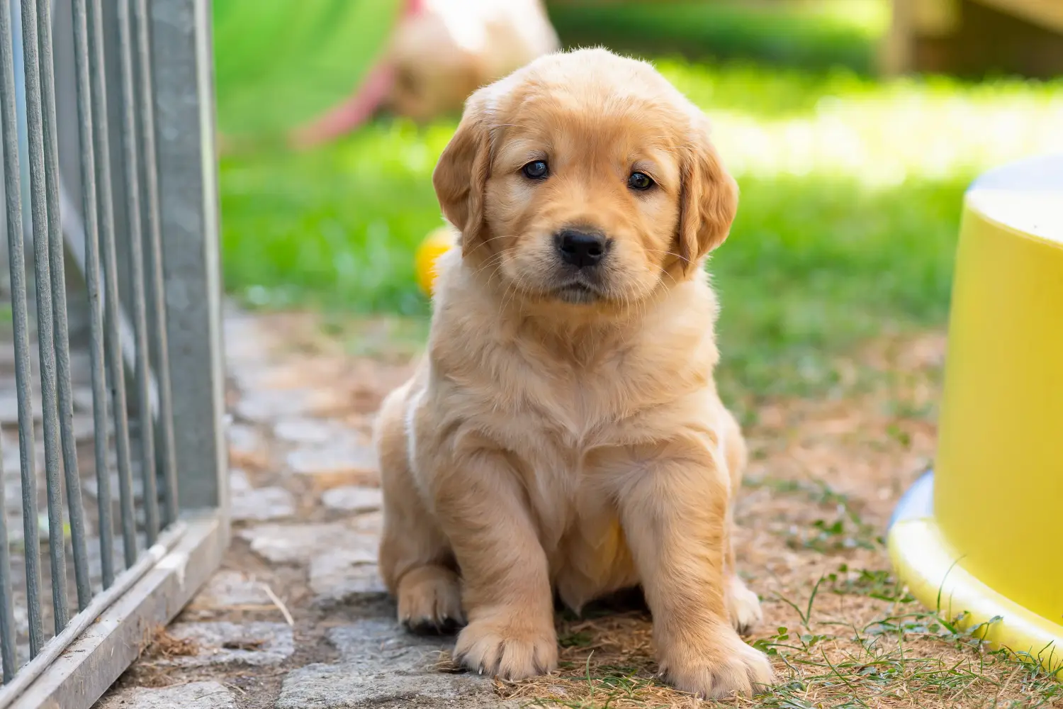 Golden retriever kölyökkutya vásárlása felelősségvállalást jelent! Golden retriever kiskutyák vásárlása.