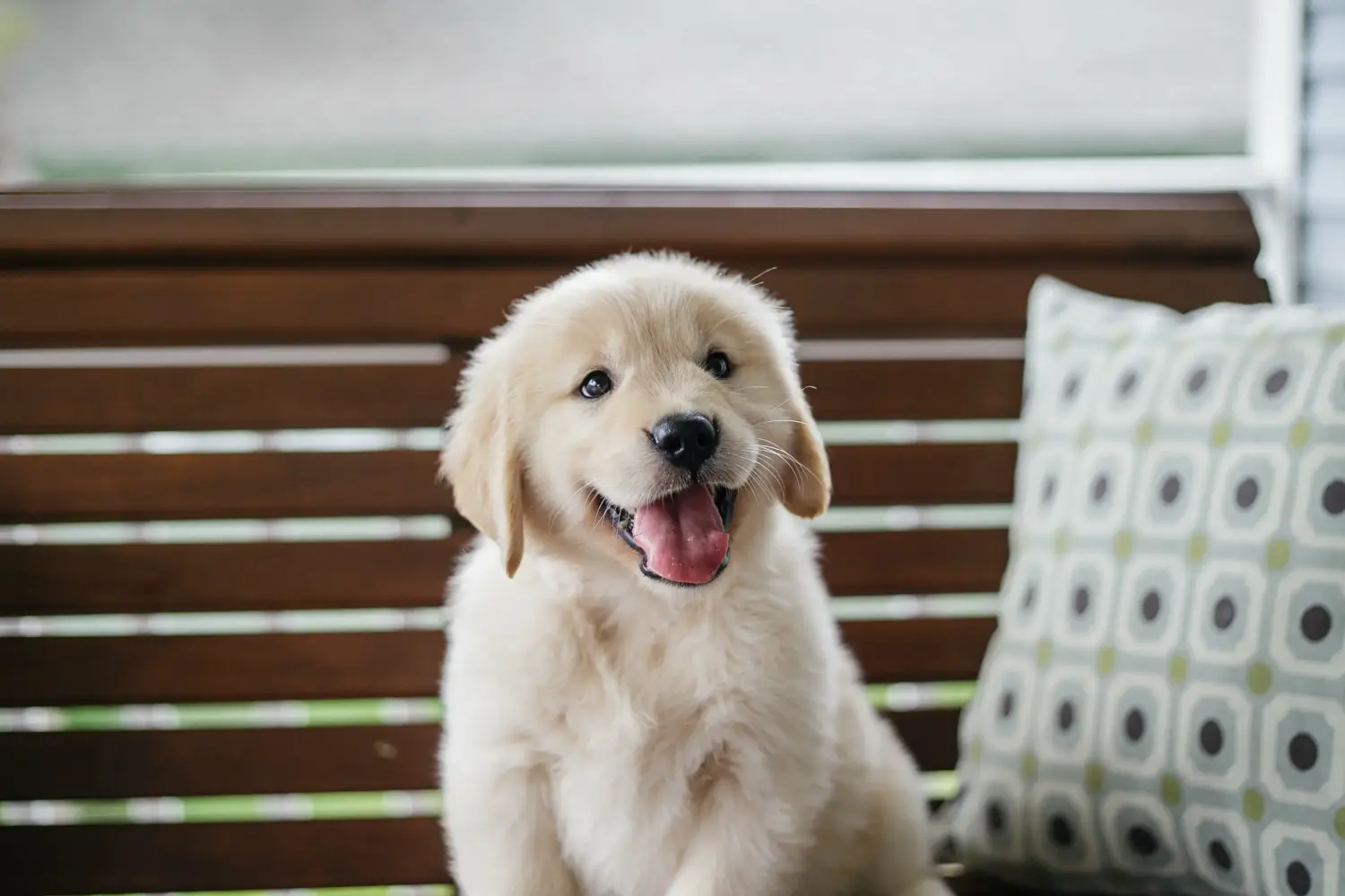 Golden retriever kölyökkutya vásárlása felelősségvállalást jelent! Golden retriever kiskutyák vásárlása.