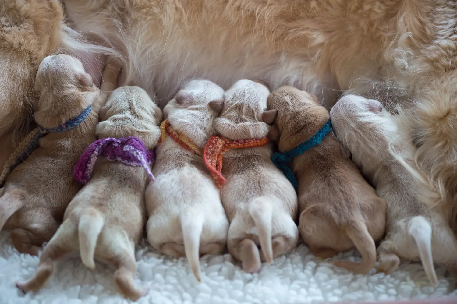 Golden retriever kölyökkutya vásárlása felelősségvállalást jelent! Golden retriever kiskutyák vásárlása.