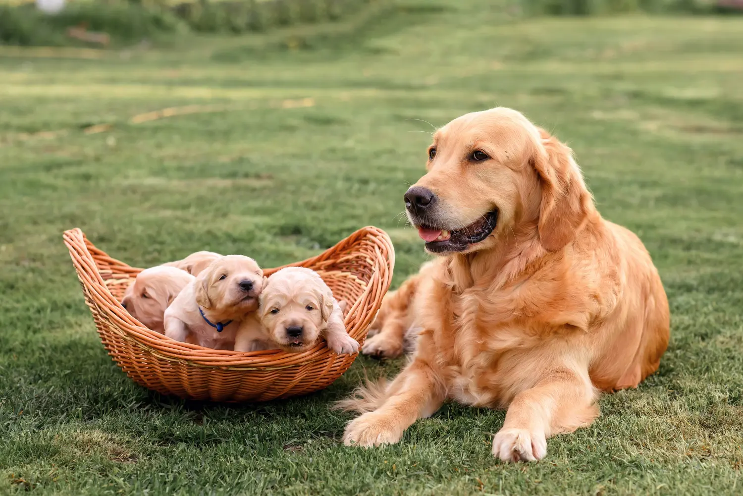 Golden retriever kölyökkutya vásárlása felelősségvállalást jelent! Golden retriever kiskutyák vásárlása.
