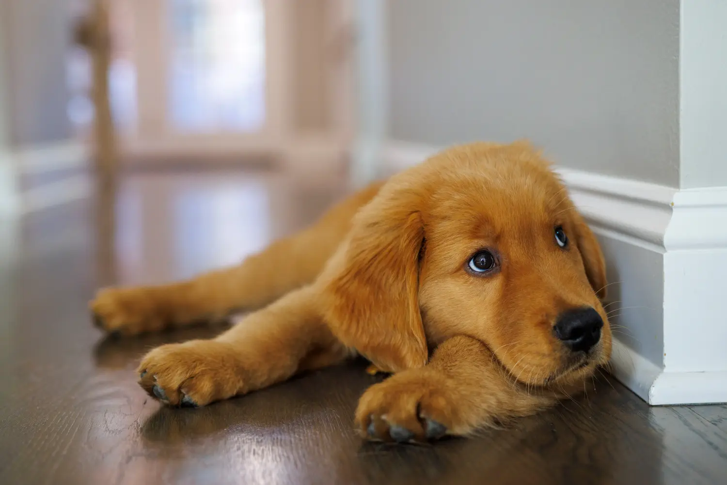 Golden retriever kölyökkutya vásárlása felelősségvállalást jelent! Golden retriever kiskutyák vásárlása.