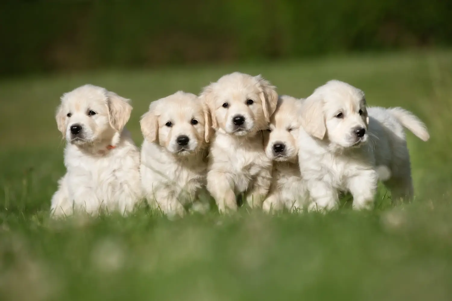 Golden retriever kölyökkutya vásárlása felelősségvállalást jelent! Golden retriever kiskutyák vásárlása.